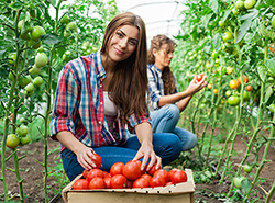 Schülerinnen bei der Ernte von Tomaten – Feldbarbeit